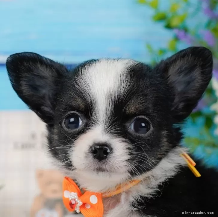 ID：2411-07239の子犬