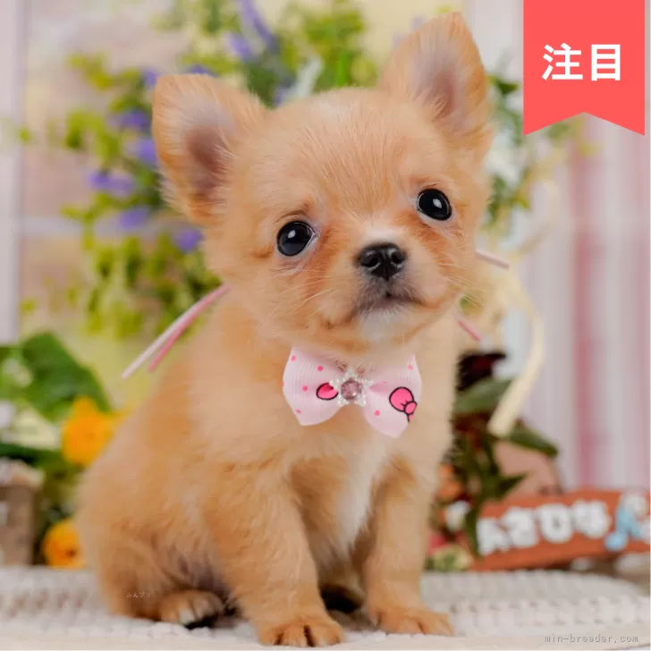 S.O 様のお迎えした子犬