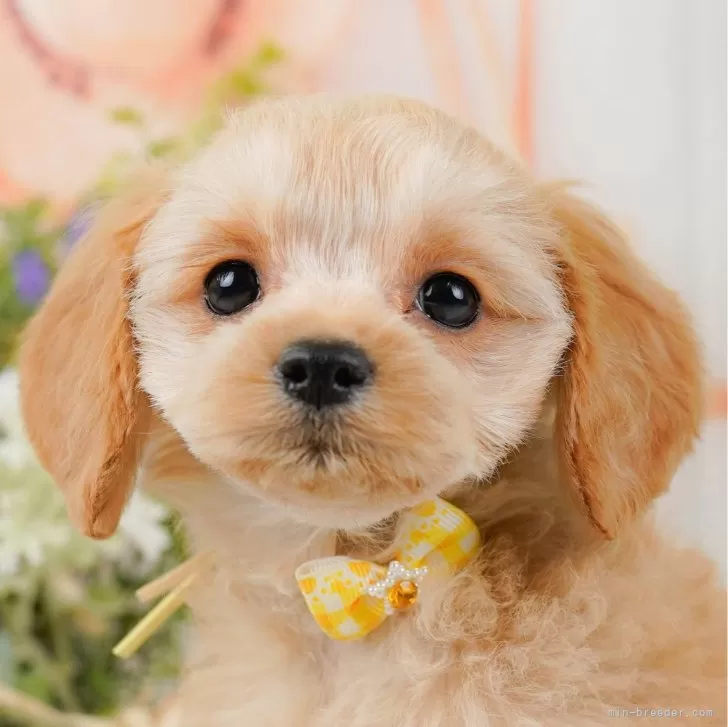 ID:2502-04898の子犬
