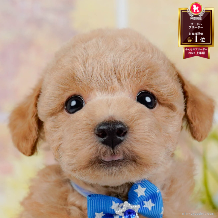 アプリコット　トイプードル トイプードル【神奈川県・男の子・2025年10月8日・アプリコット】🐶11