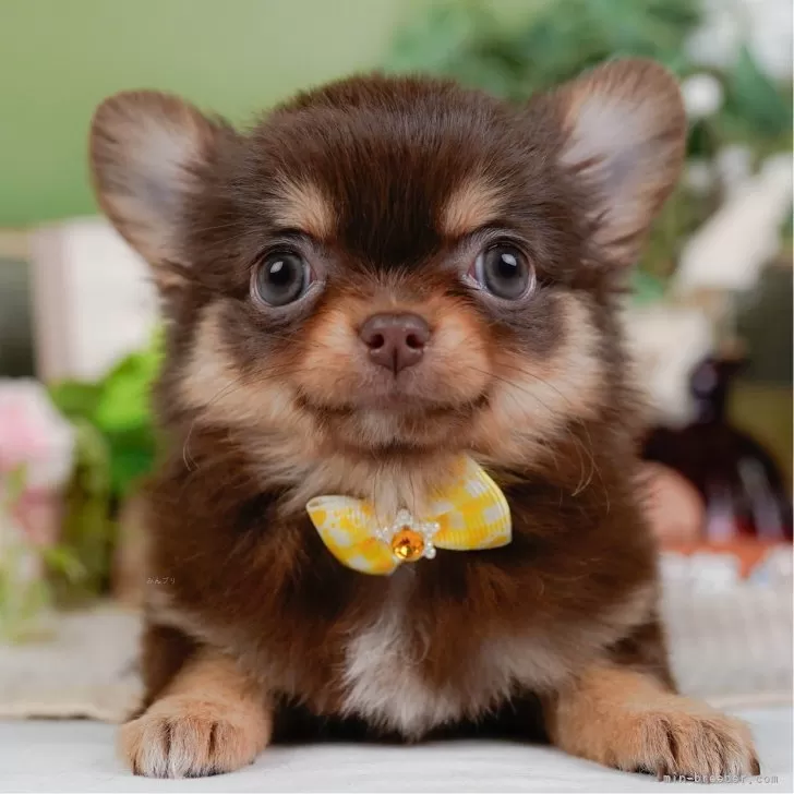 カズ 様のお迎えした子犬