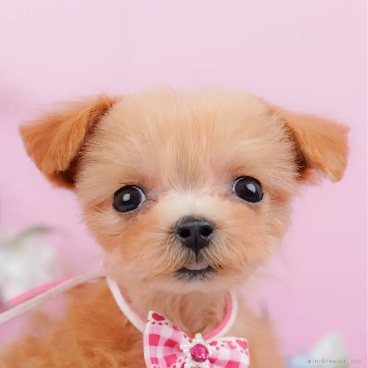 ID：2501-03708の子犬