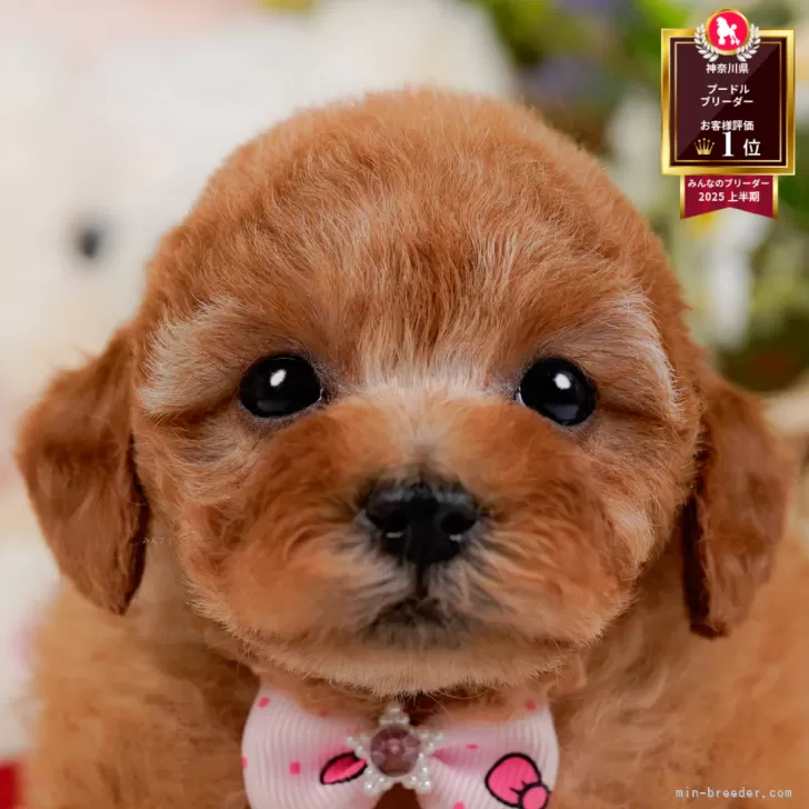 タイニープードル【神奈川県・女の子・2025年10月2日・アプリコット】の写真1「かわいい子犬の画像や当犬舎の情報を掲載しています💖是非、見てください🎶」