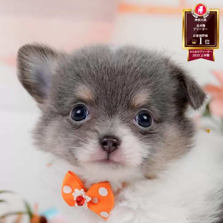 チワワ(ロング)【神奈川県・男の子・2025年6月22日・ブルータンホワイト】の写真1「かわいい子犬の画像や当犬舎の情報を掲載しています💖是非、見てください🎶」