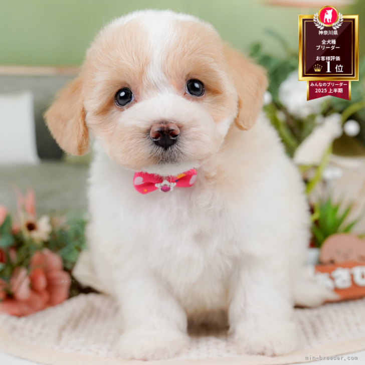 ブリーダー画像