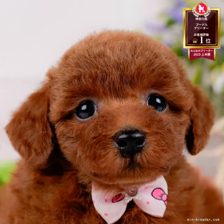 ID：2510-05872の子犬