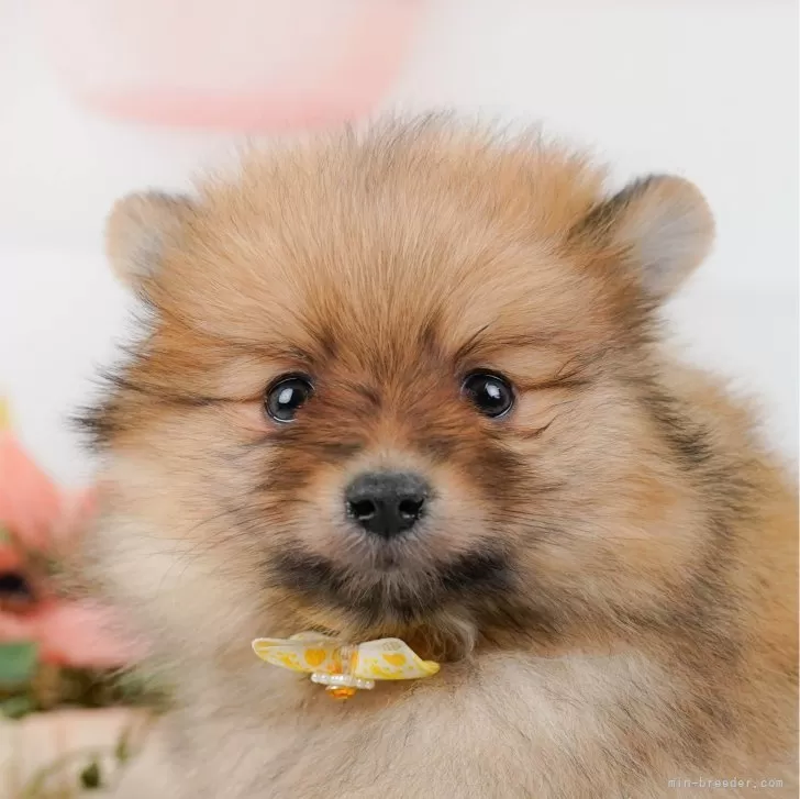 ID:2502-04907の子犬