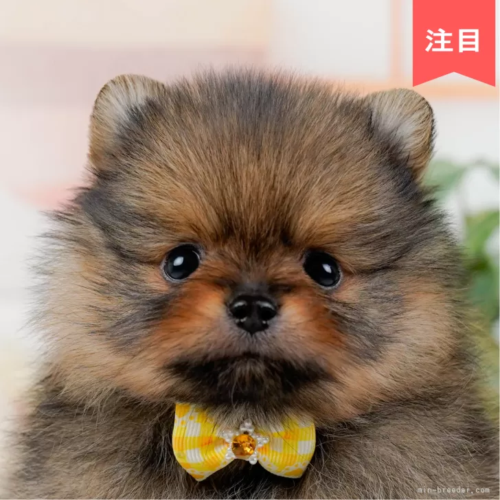 ID:2503-07211の子犬