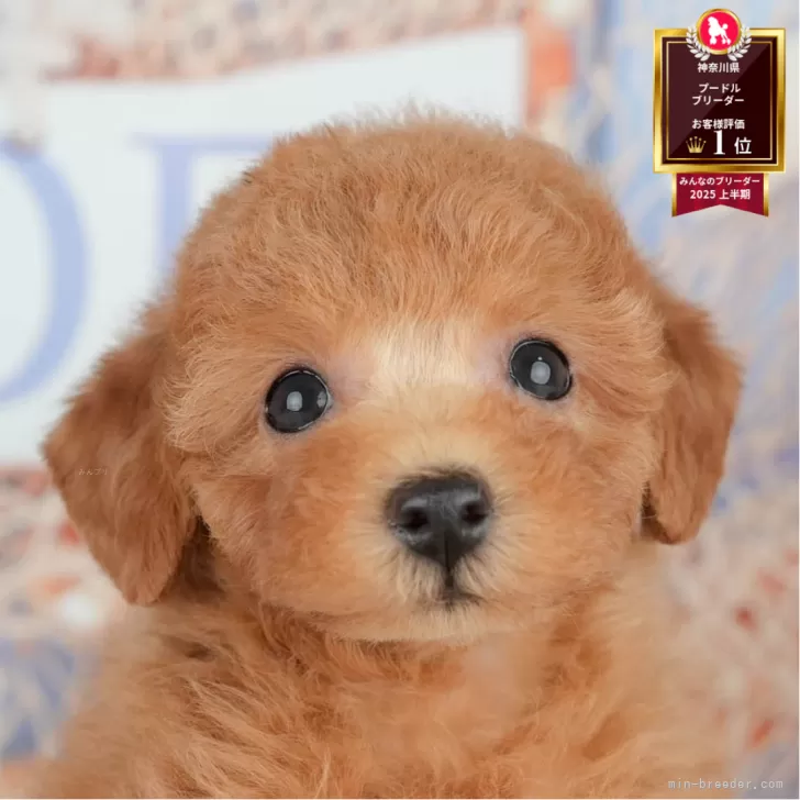 ID：2507-02550の子犬