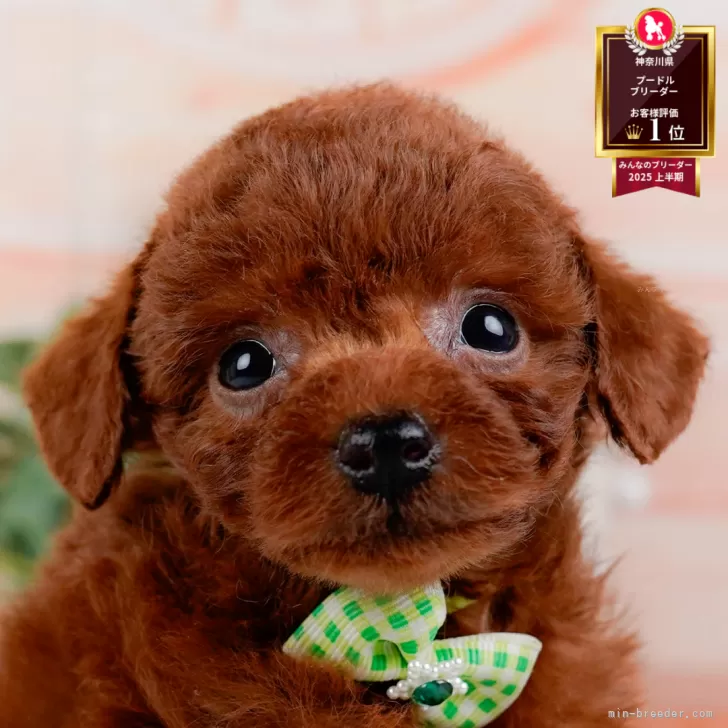 トイプードル(トイ)【神奈川県・男の子・2025年9月3日・レッド】の写真1「かわいい子犬の画像や当犬舎の情報を掲載しています💖是非、見てください🎶」