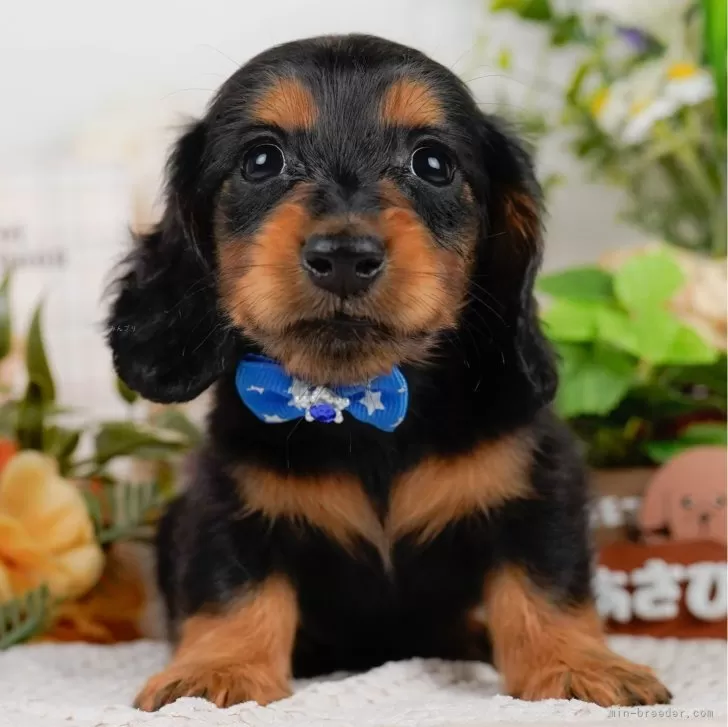 ID：2508-07848の子犬