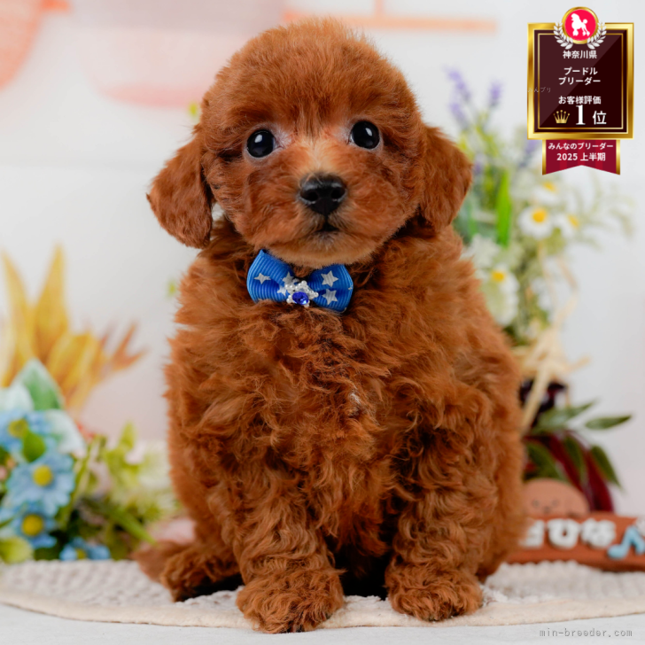 トイプードル【神奈川県・男の子・2025年7月31日・レッド】🐶9