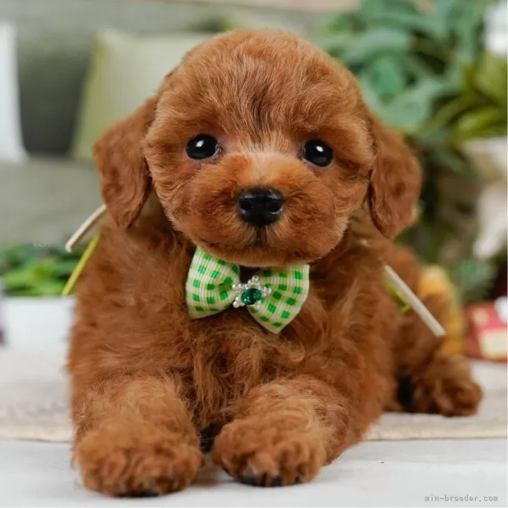 タイニープードル【神奈川県・男の子・2025年5月2日・レッド】の写真1「かわいい子犬の画像や当犬舎の情報を掲載しています💖是非、見てください🎶」