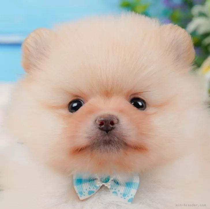 ID：2411-07260の子犬