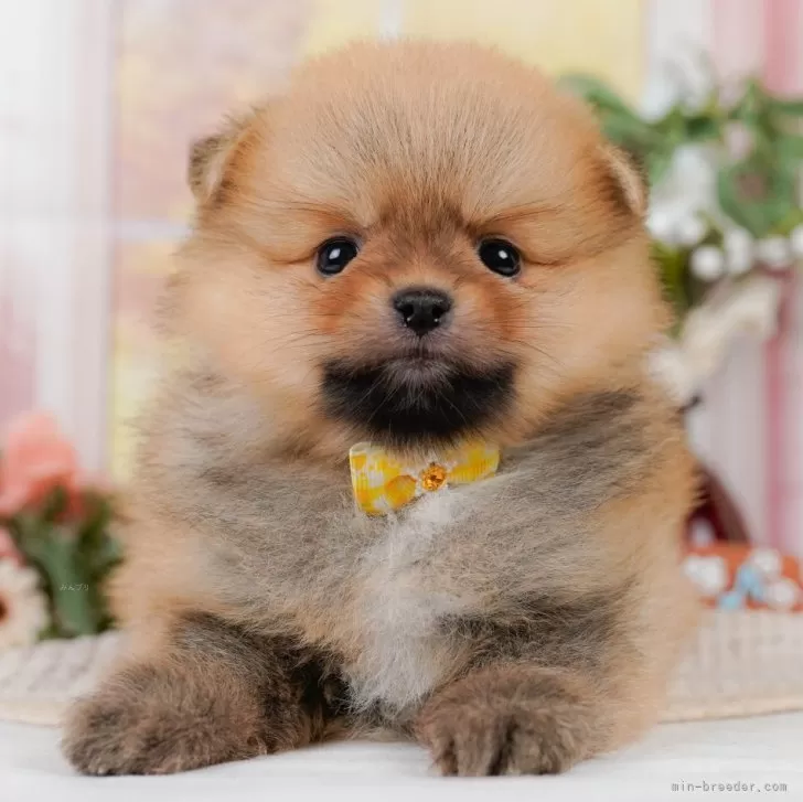 ポメラニアン【神奈川県・女の子・2025年3月24日・オレンジ】の写真1「かわいい子犬の画像や当犬舎の情報を掲載しています💖是非、見てください🎶」