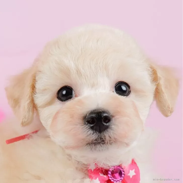 ID:2412-07001の子犬