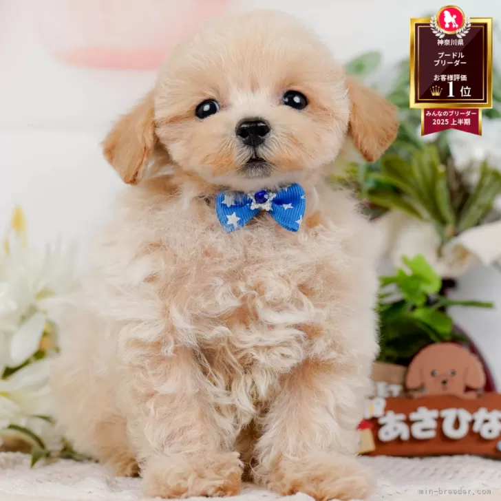 タイニープードル【神奈川県・男の子・2025年8月24日・クリーム】の写真1「かわいい子犬の画像や当犬舎の情報を掲載しています💖是非、見てください🎶」