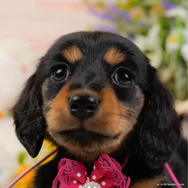 マロモコ 様のお迎えした子犬