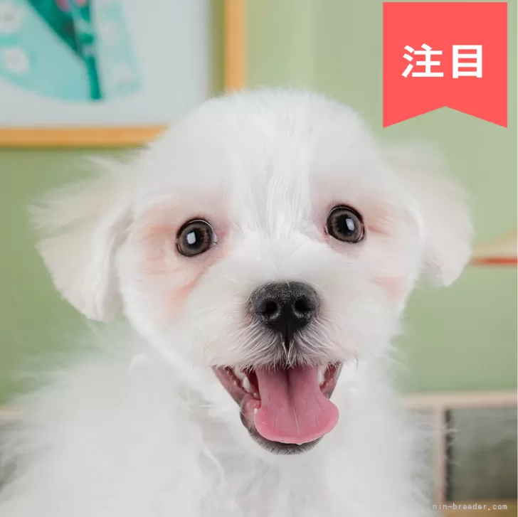 ID：2411-05587の子犬