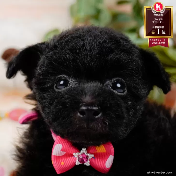 タイニープードル【神奈川県・女の子・2025年9月8日・ブラック】の写真1「かわいい子犬の画像や当犬舎の情報を掲載しています💖是非、見てください🎶」