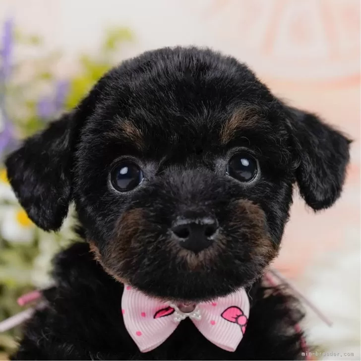 I.H 様のお迎えした子犬