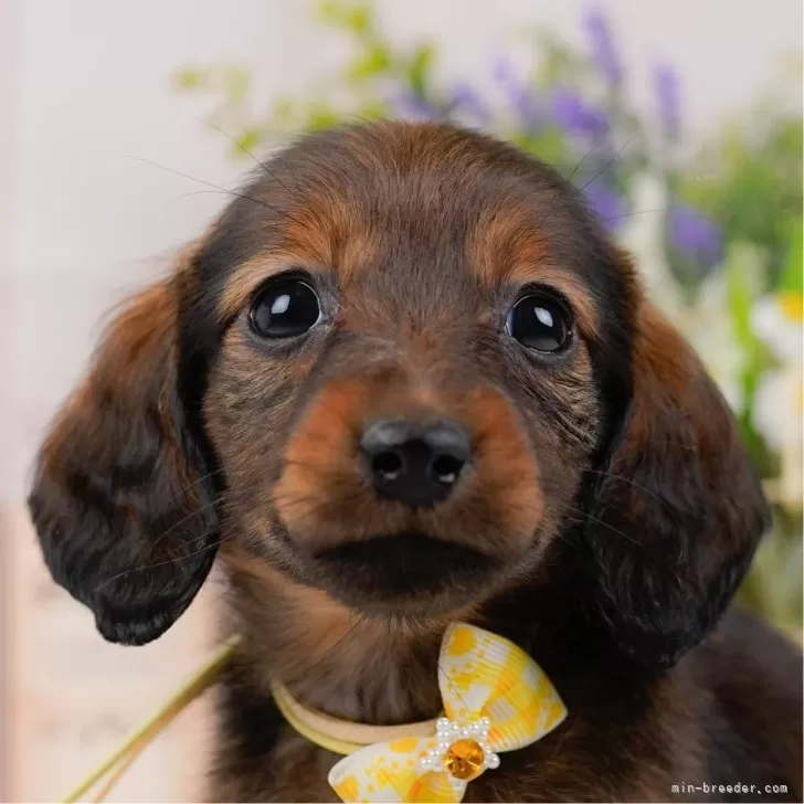 みぃさん 様のお迎えした子犬