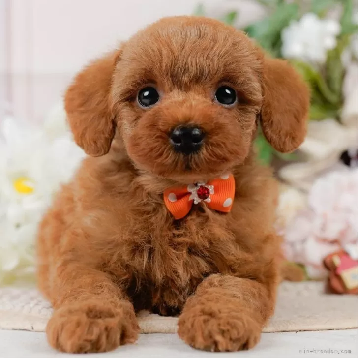 Y.T 様のお迎えした子犬