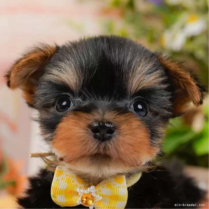 S.K 様のお迎えした子犬