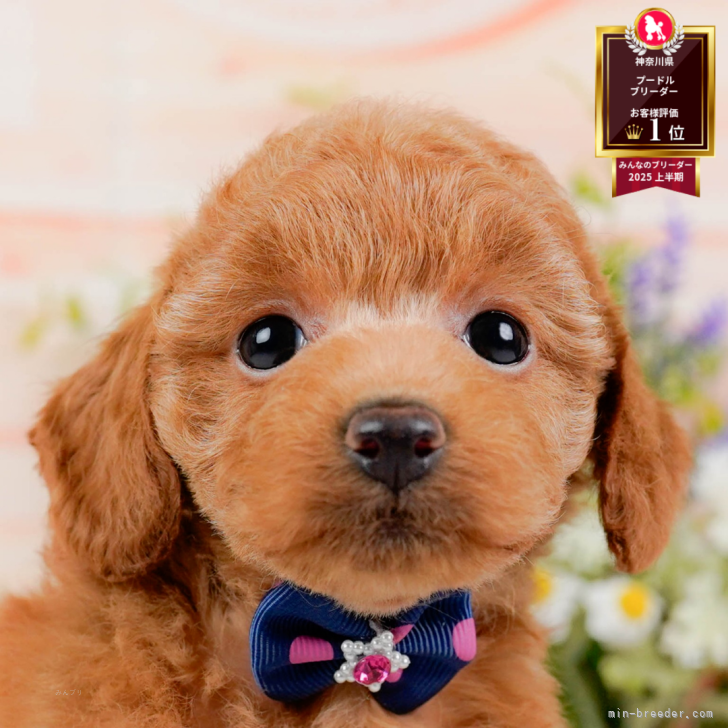 ブリーダー画像