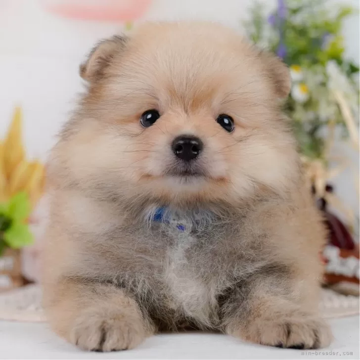 ポメラニアン【神奈川県・男の子・2025年4月10日・オレンジセーブル】の写真1「かわいい子犬の画像や当犬舎の情報を掲載しています💖是非、見てください🎶」