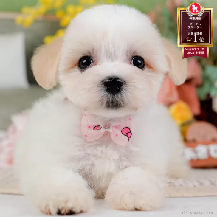 マルマルプー(マルチーズ×マルプー)【神奈川県・女の子・2025年8月22日・ホワイト&amp;クリーム】の写真1「かわいい子犬の画像や当犬舎の情報を掲載しています💖是非、見てください🎶」