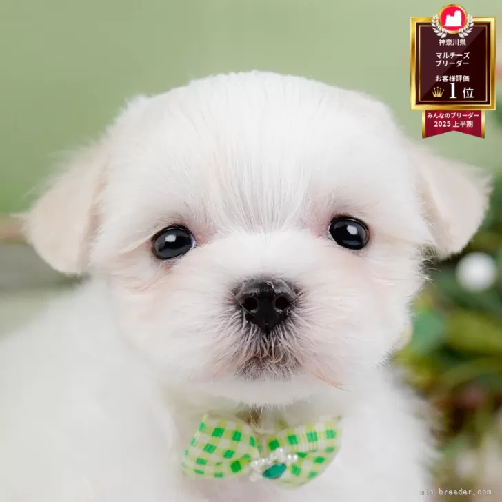 マルチーズ【神奈川県・男の子・2025年10月22日・ホワイト】の写真1「かわいい子犬の画像や当犬舎の情報を掲載しています💖是非、見てください🎶」