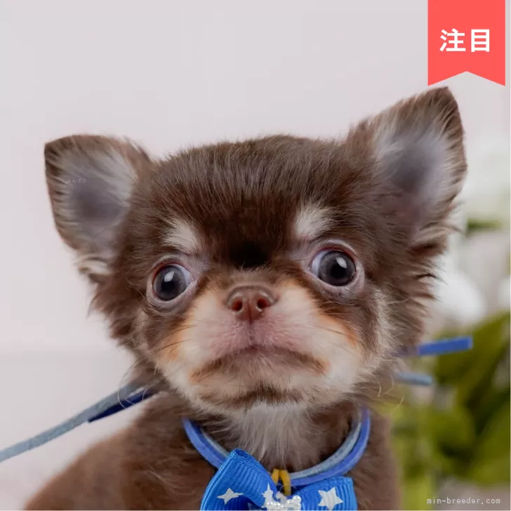 しょこら 様のお迎えした子犬