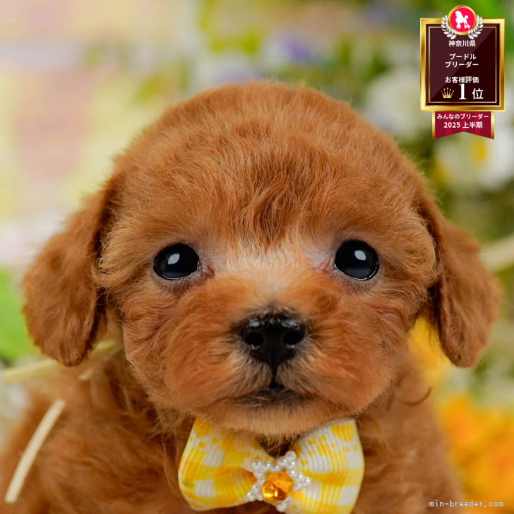 ブリーダー画像