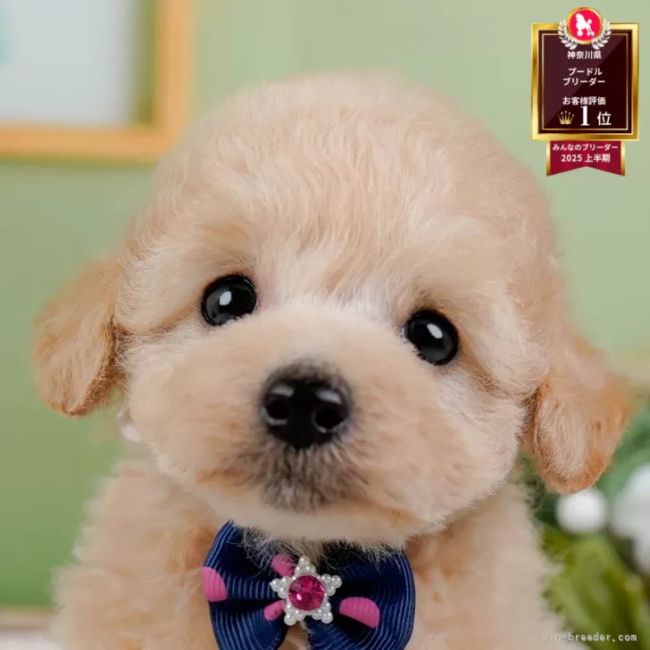 S.Y 様のお迎えした子犬