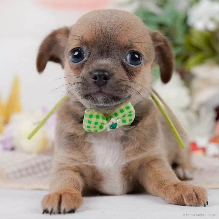 チワワ(スムース)【神奈川県・男の子・2025年5月2日・ブルーフォーン】の写真1「かわいい子犬の画像や当犬舎の情報を掲載しています💖是非、見てください🎶」