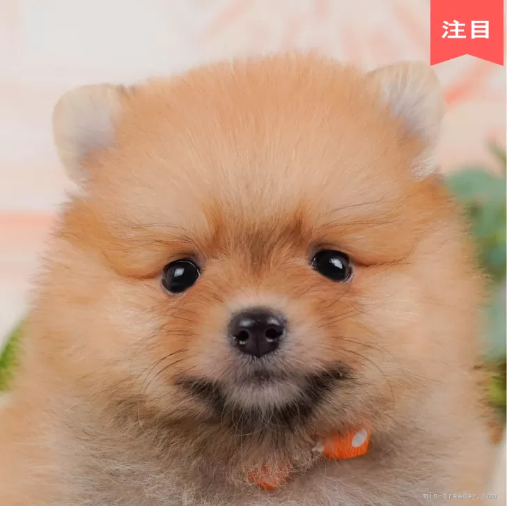 ID：2411-01627の子犬