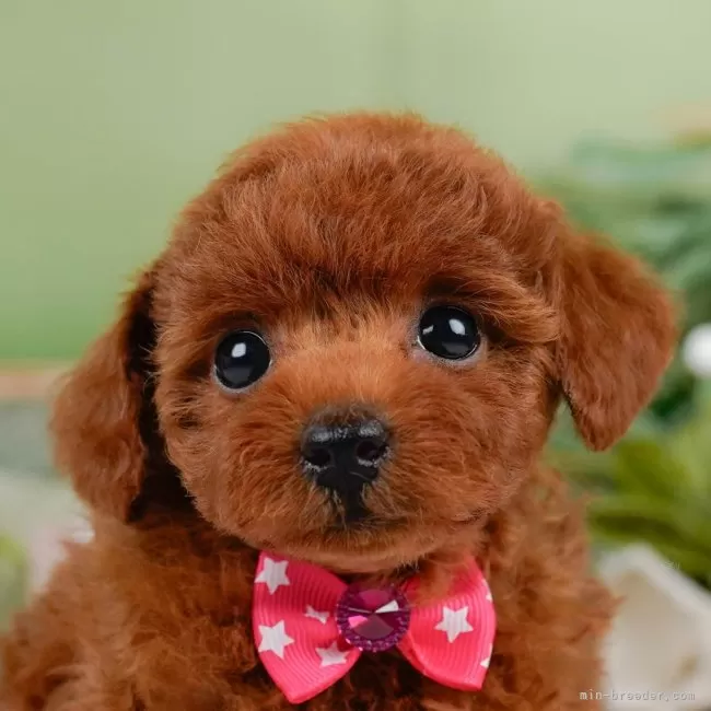 ID：2508-01465の子犬