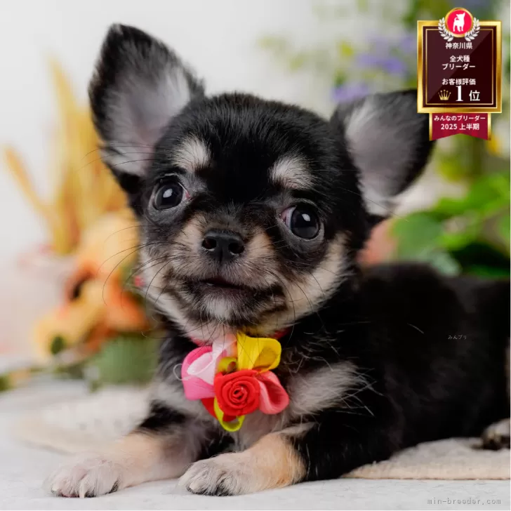 ID：2508-05993の子犬