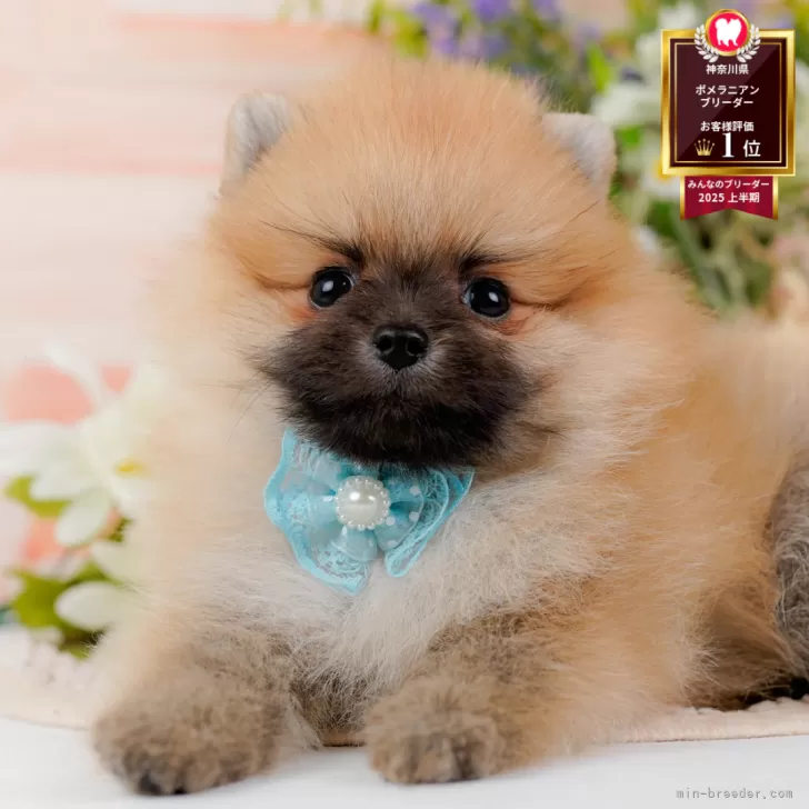 ポメラニアン【神奈川県・男の子・2025年8月29日・オレンジセーブル】の写真1「かわいい子犬の画像や当犬舎の情報を掲載しています💖是非、見てください🎶」