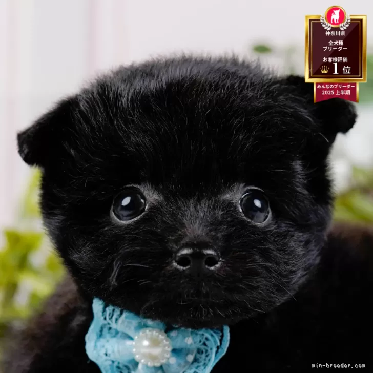 ポメプー(ポメラニアン×トイプードル)【神奈川県・男の子・2025年9月17日・ブラック】の写真1「かわいい子犬の画像や当犬舎の情報を掲載しています💖是非、見てください🎶」