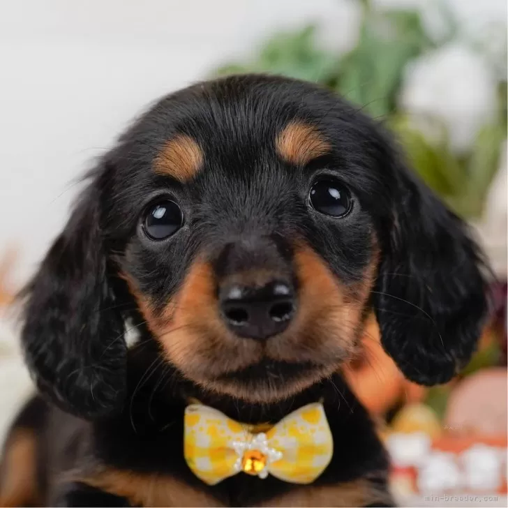 N.S 様のお迎えした子犬