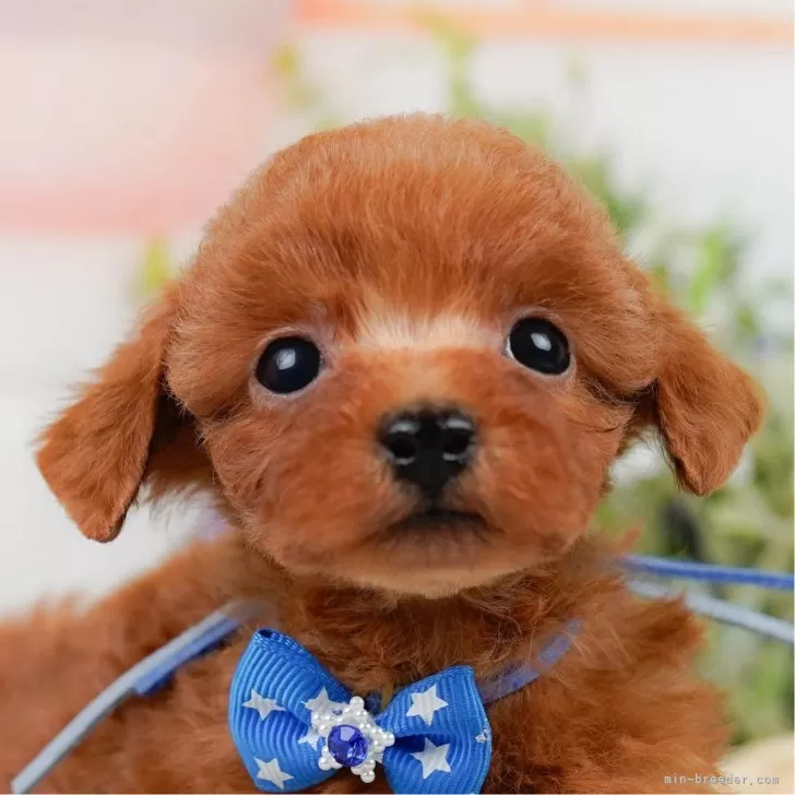 ID:2504-02408の子犬