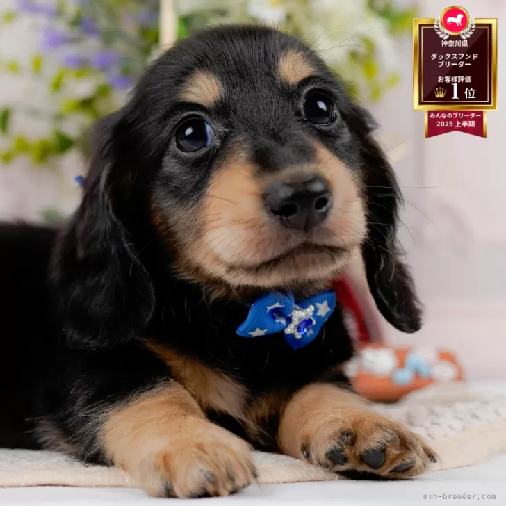 ミニチュアダックスフンド(ロング)【神奈川県・男の子・2025年7月17日・ブラックタン】の写真1「かわいい子犬の画像や当犬舎の情報を掲載しています💖是非、見てください🎶」