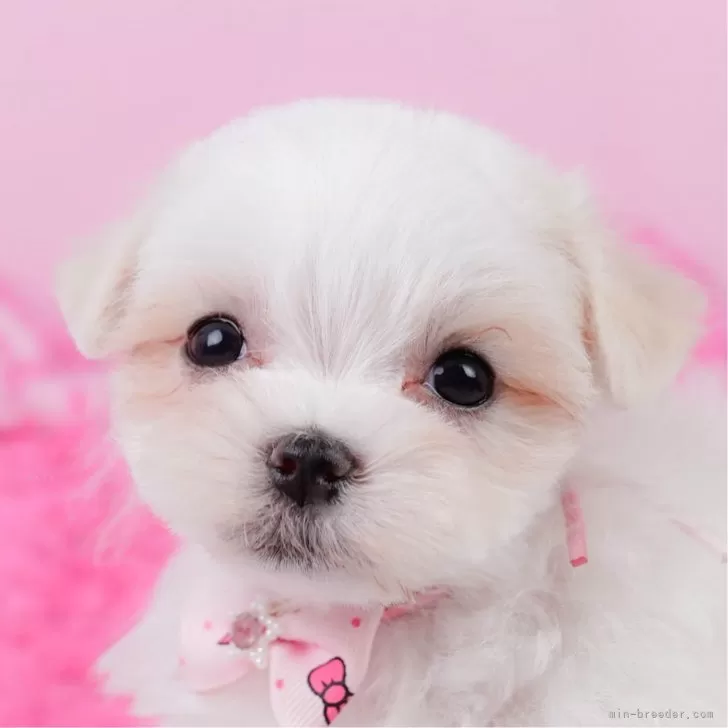 ID：2505-05182の子犬