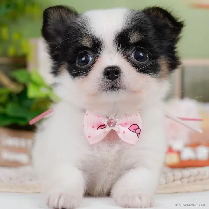チワワ(ロング)【神奈川県・女の子・2025年5月10日・ホワイト&amp;ブラックタン】の写真1「かわいい子犬の画像や当犬舎の情報を掲載しています💖是非、見てください🎶」