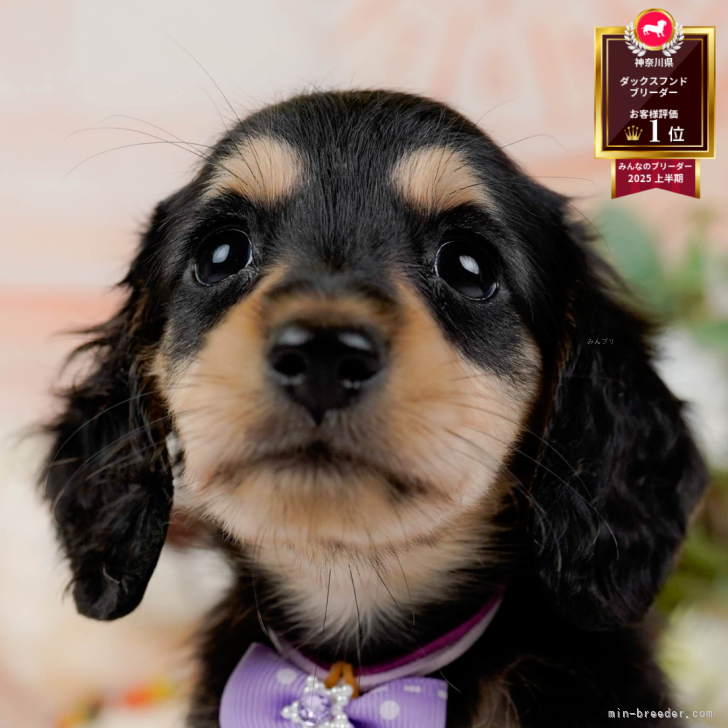 ブリーダー画像