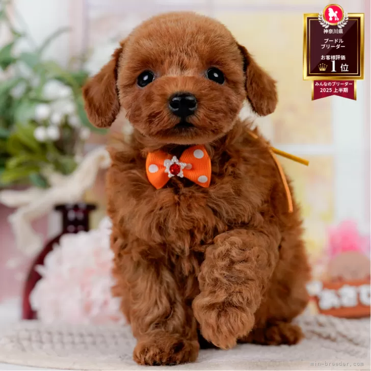 タイニープードル【神奈川県・男の子・2025年4月5日・レッド】の写真1「かわいい子犬の画像や当犬舎の情報を掲載しています💖是非、見てください🎶」