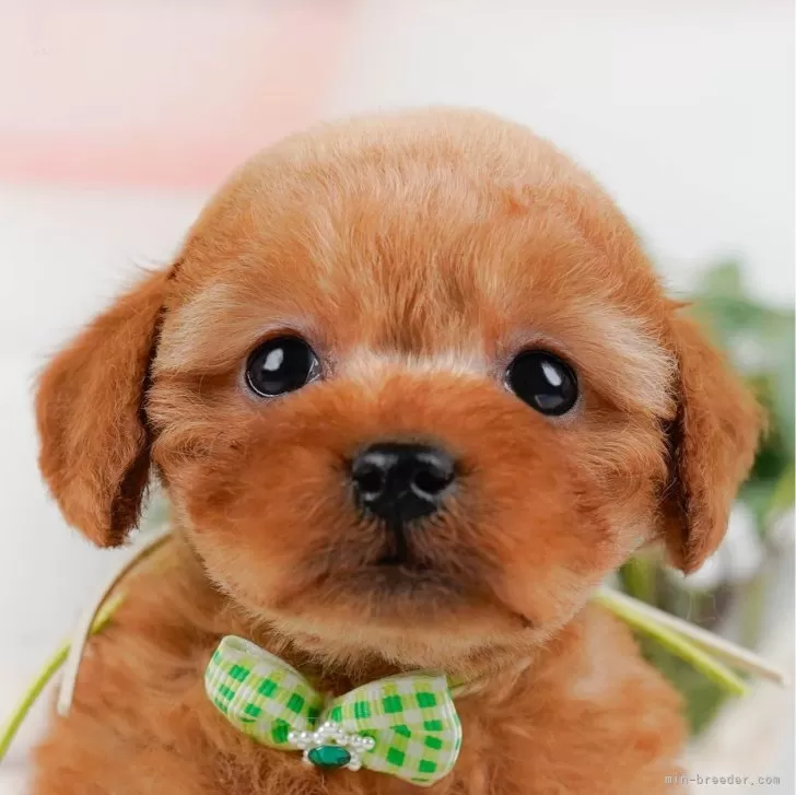 アメリ 様のお迎えした子犬