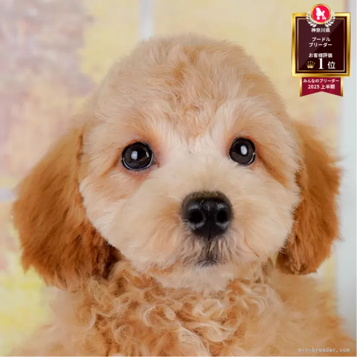 M.Y 様のお迎えした子犬